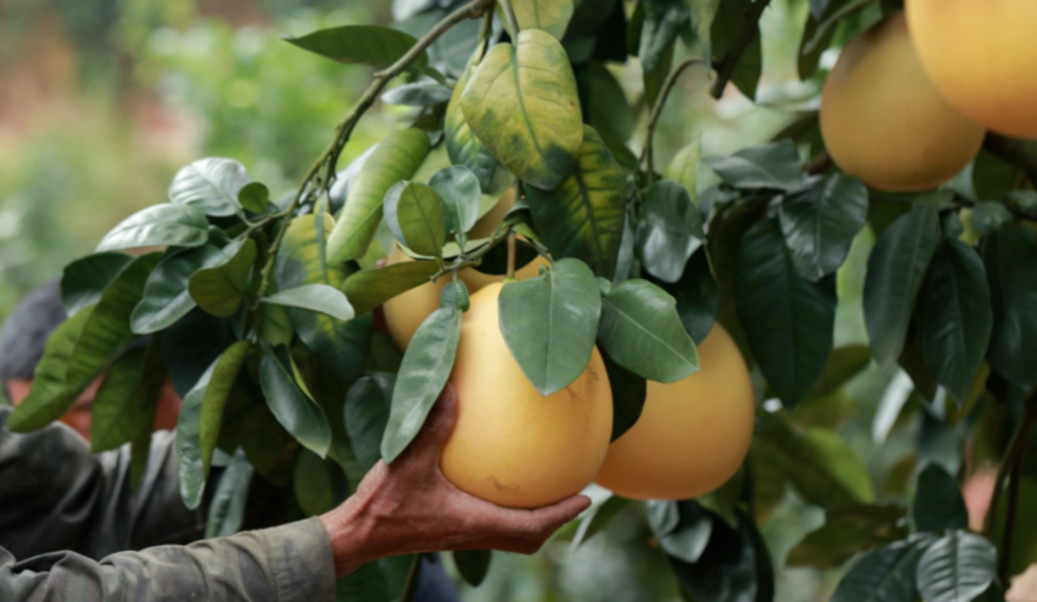 中国红心柚之乡深度探秘:从双核心产区到功能性水果的价值解码