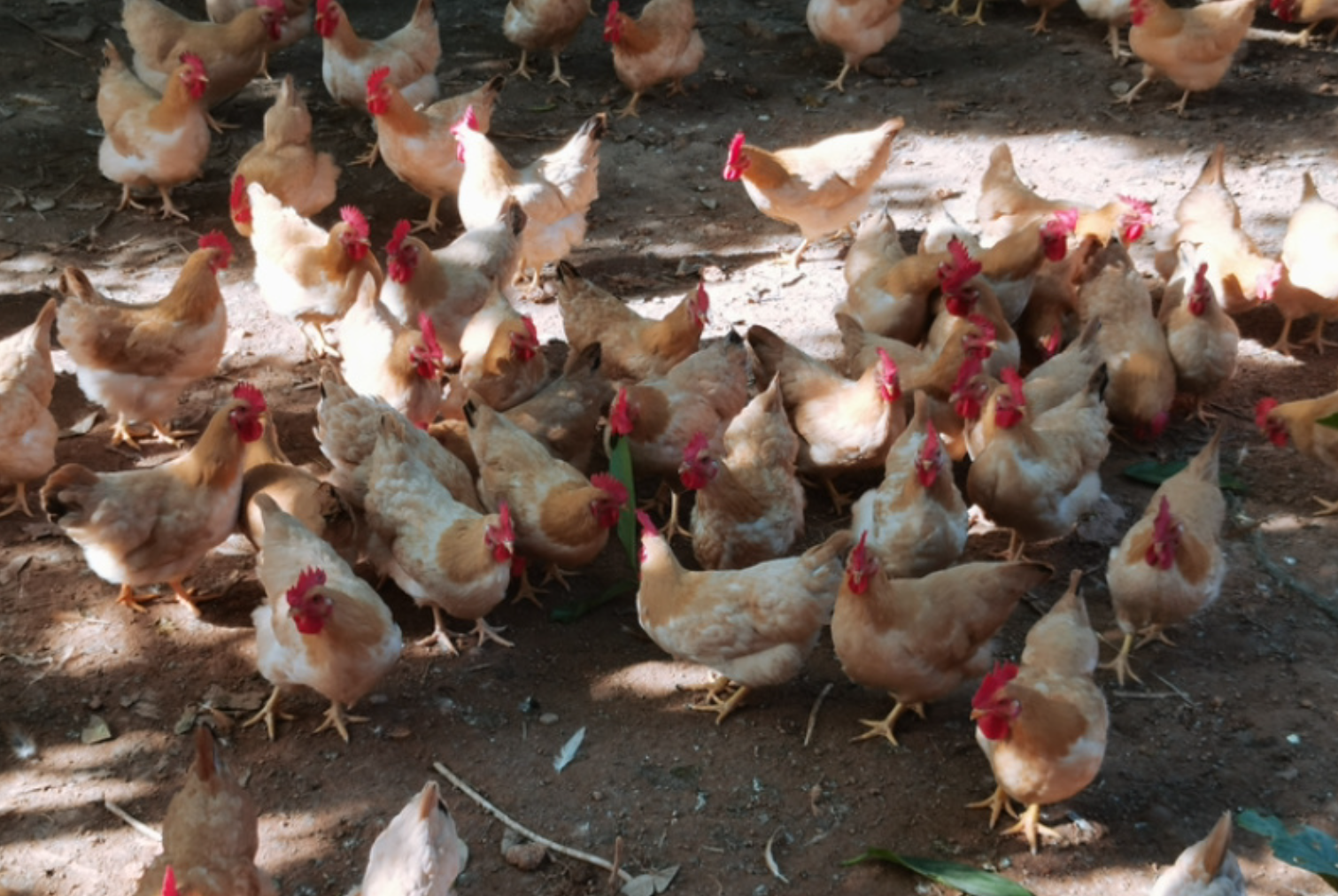 黄鸡苗养殖全攻略:从科学育雏到高效管理的实用指南