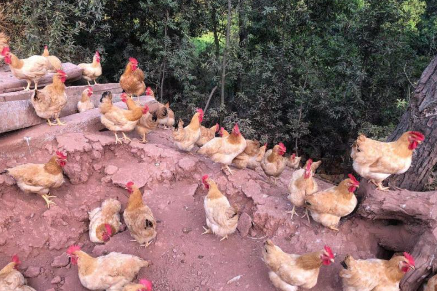 黄鸡苗养殖全攻略:从科学育雏到高效管理的实用指南