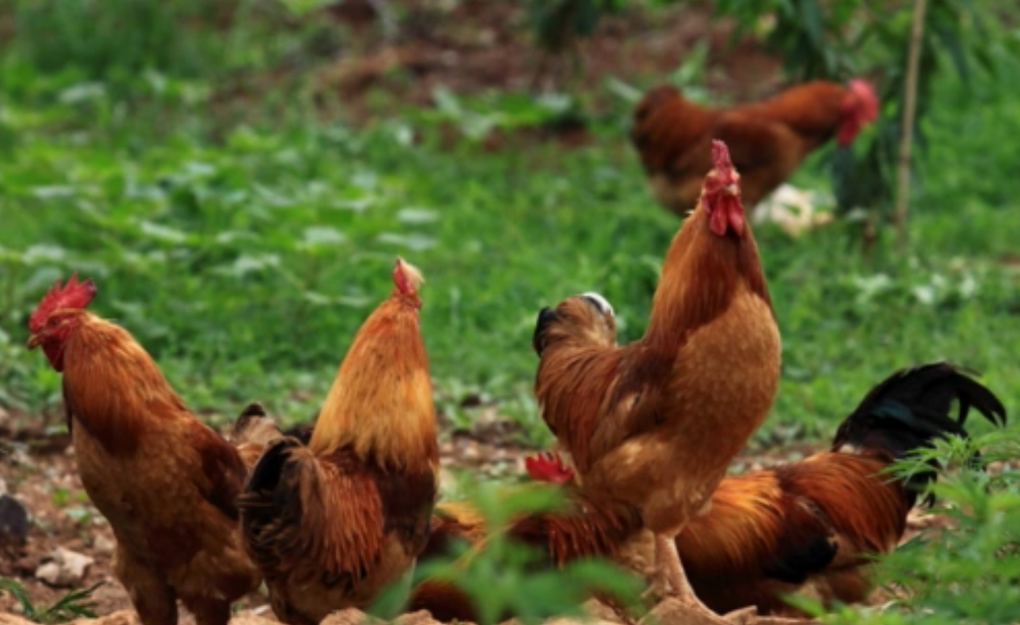 黄鸡苗养殖全攻略:从科学育雏到高效管理的实用指南