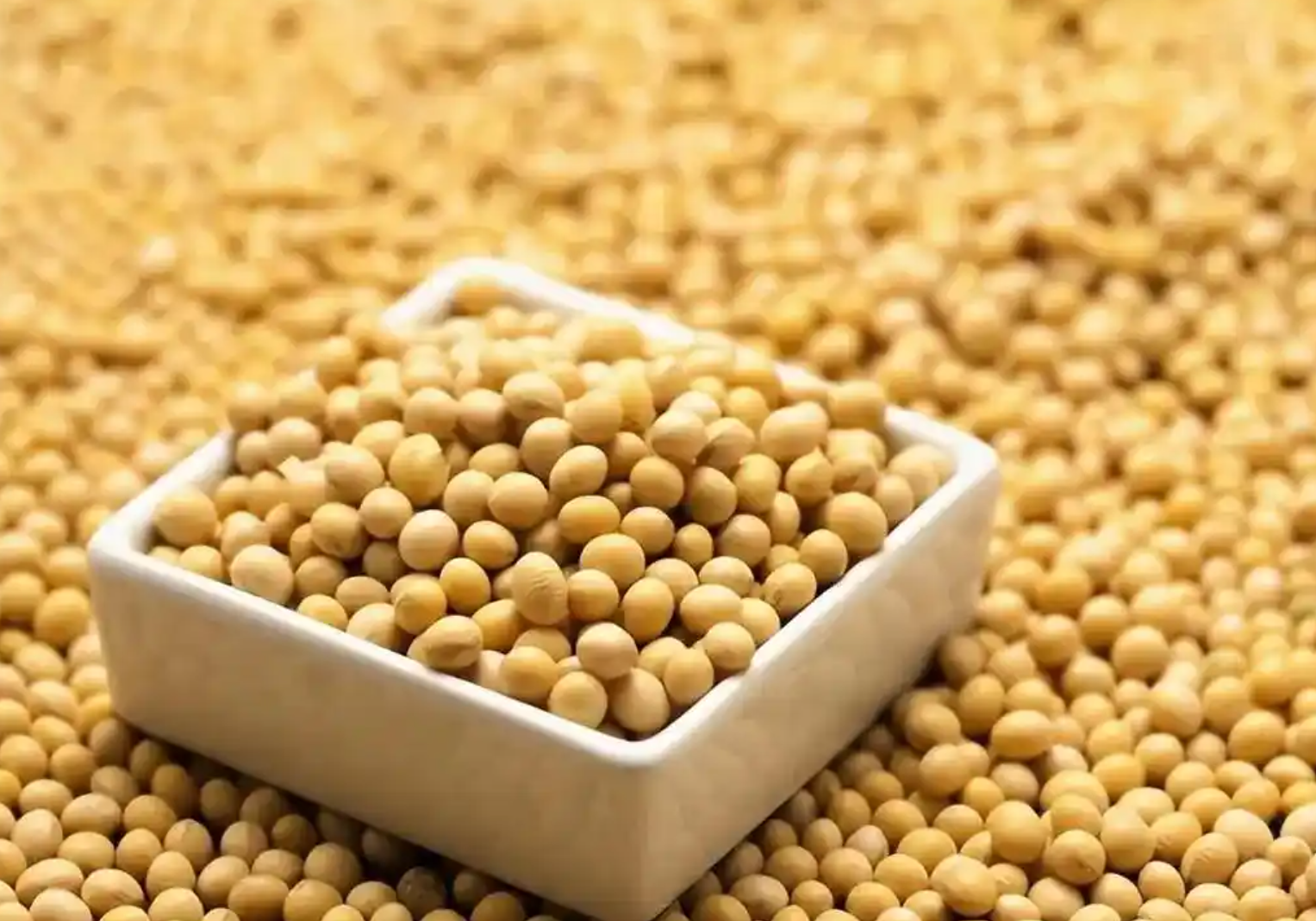 2025年秋收大豆最新行情分析:价格区域分化明显,农民如何卖个好价?