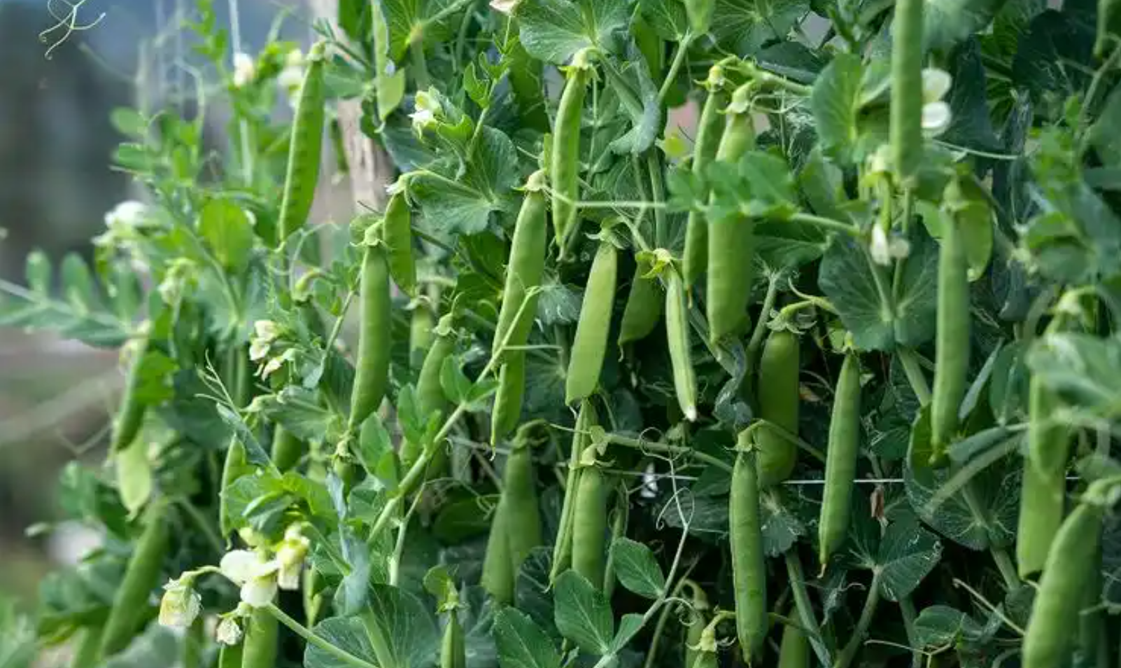 9月份还能种啥粮食?