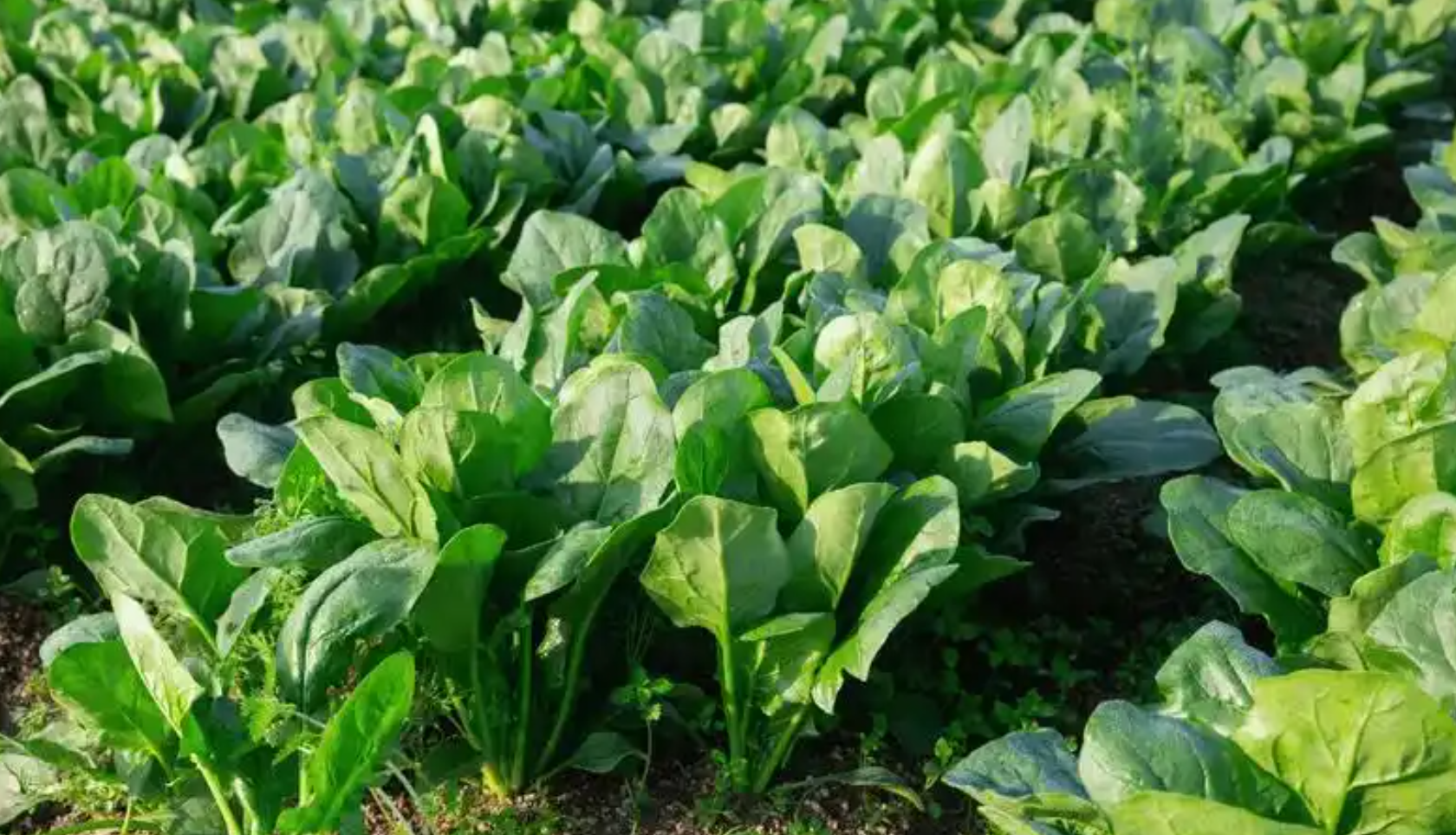 有哪些9月露天播种的菜种子？