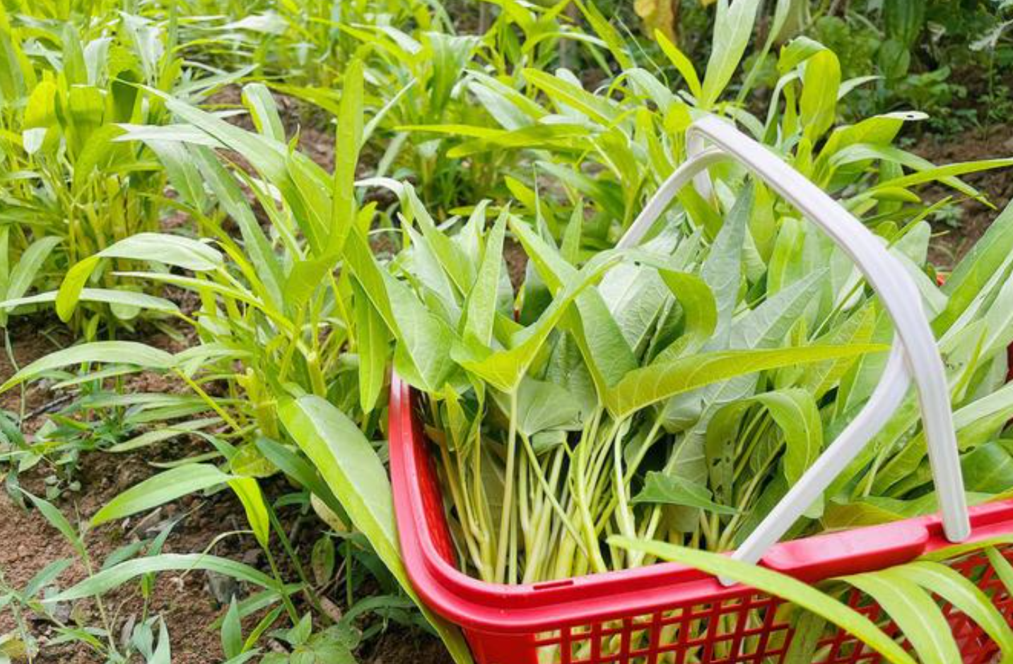 有哪些9月露天播种的菜种子？