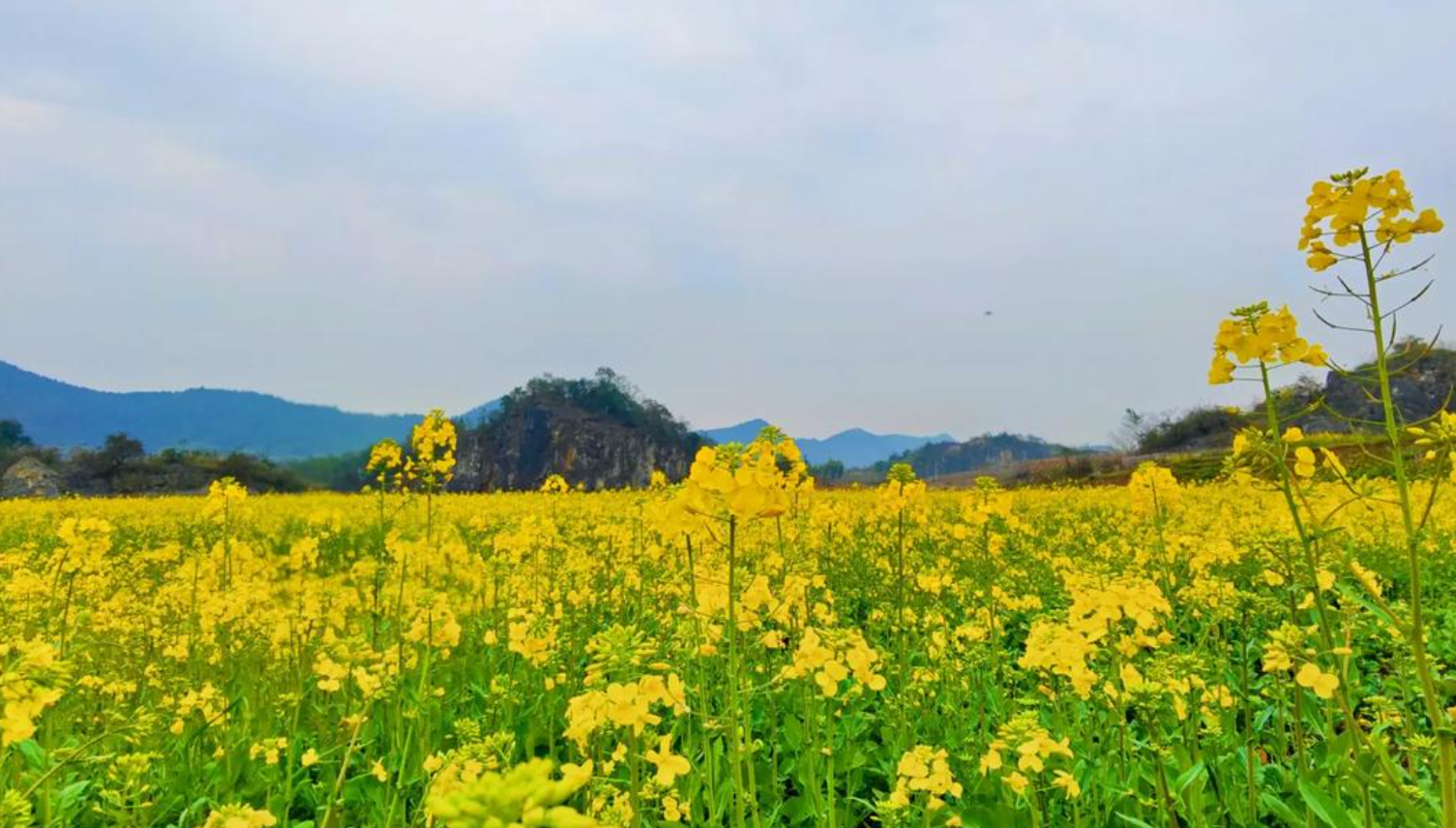 油菜越冬期管理技术:让苗子“睡”得香,返青“蹦”得高