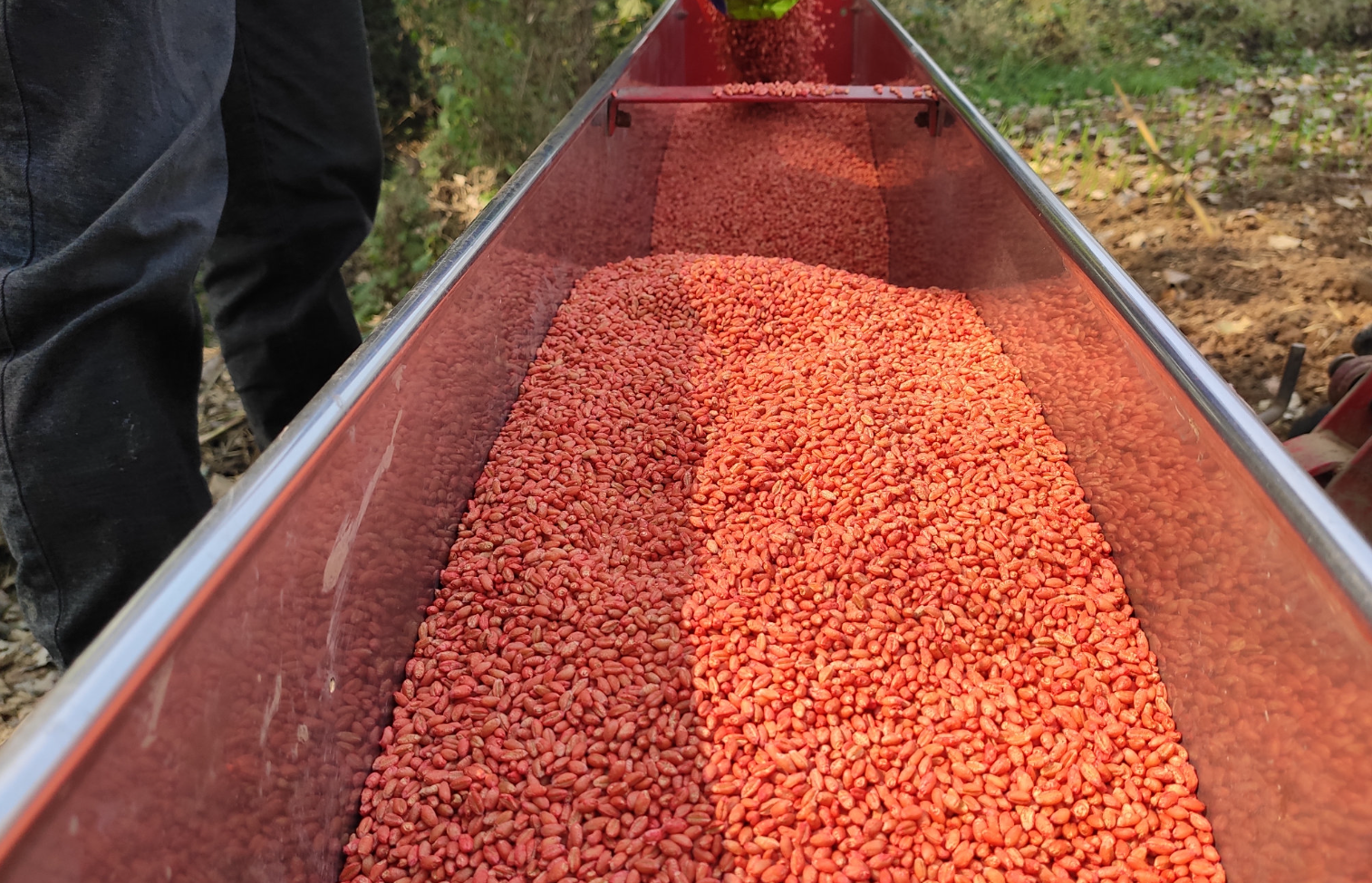 小麦拌种怎么操作?