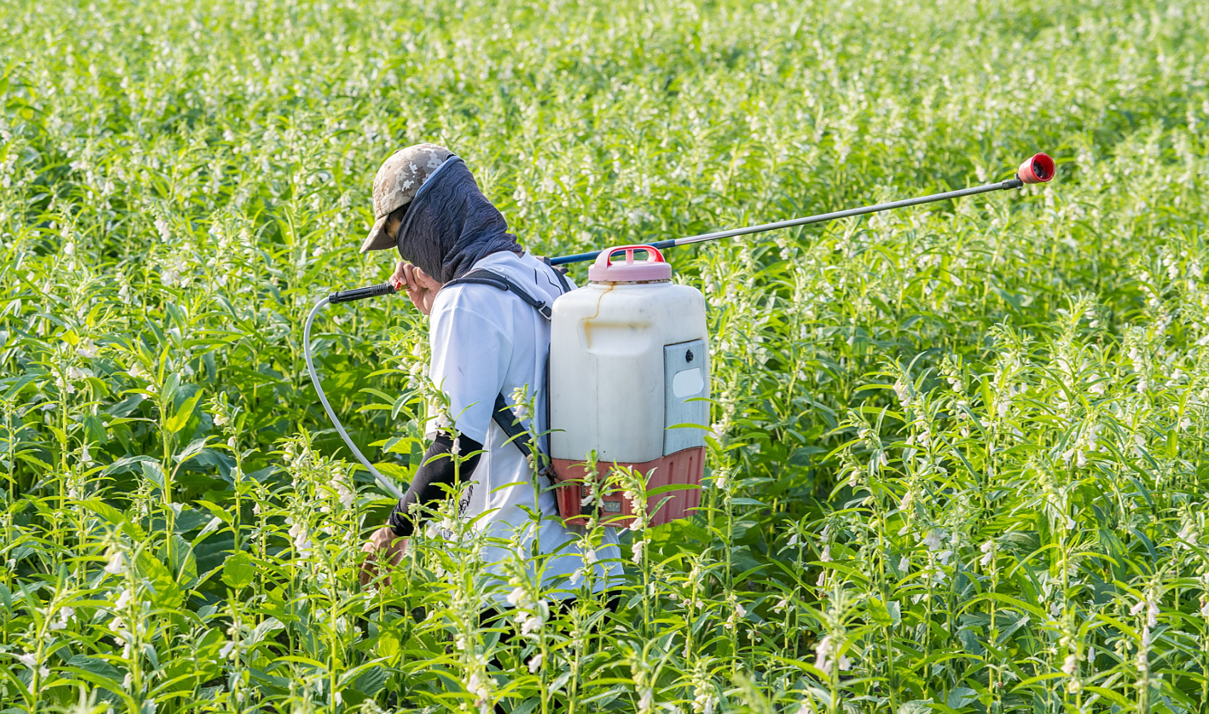 老牌农药敌敌畏为何少用了?毒性高 持效短 新规限制,替代品推荐