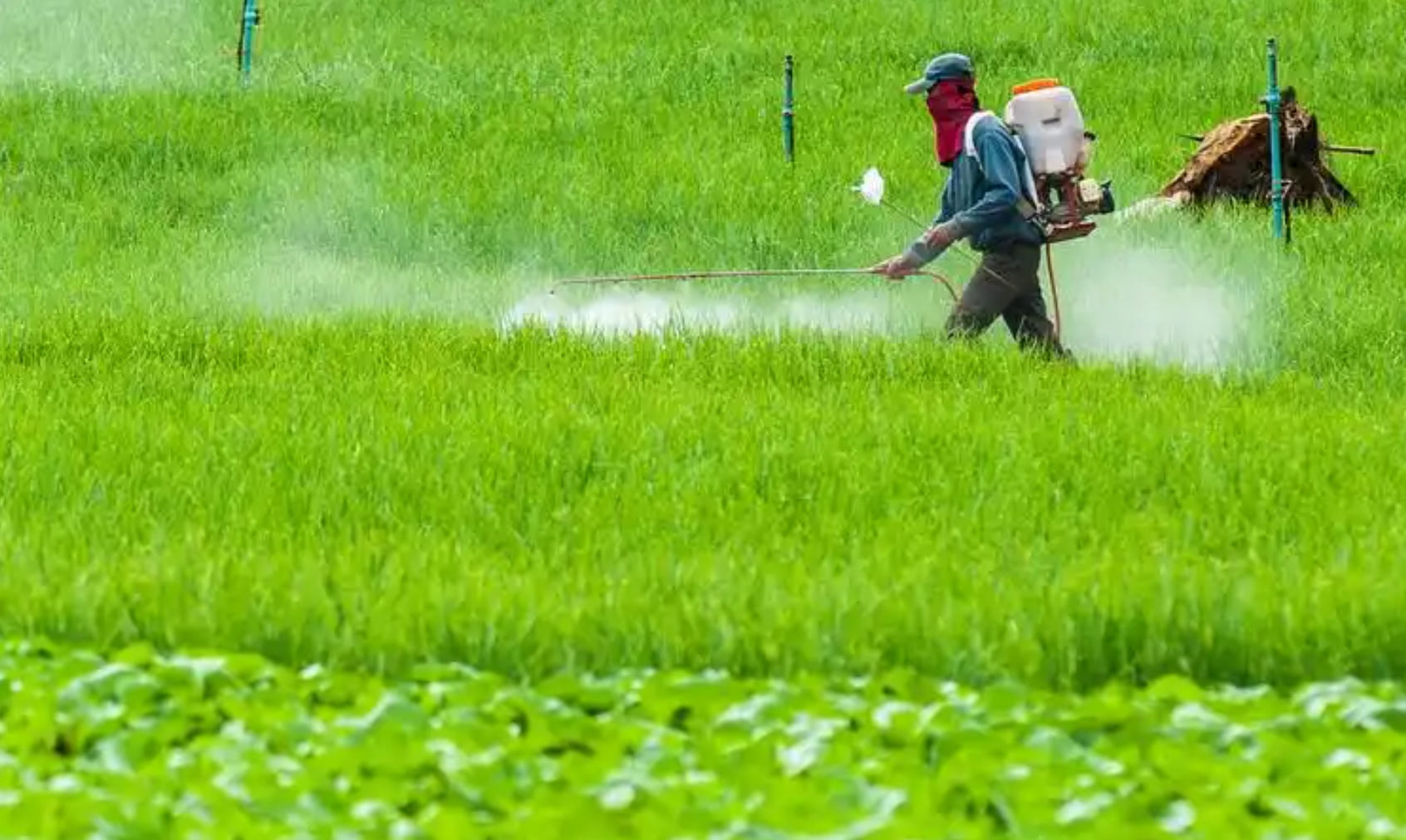 老牌农药敌敌畏为何少用了?毒性高 持效短 新规限制,替代品推荐