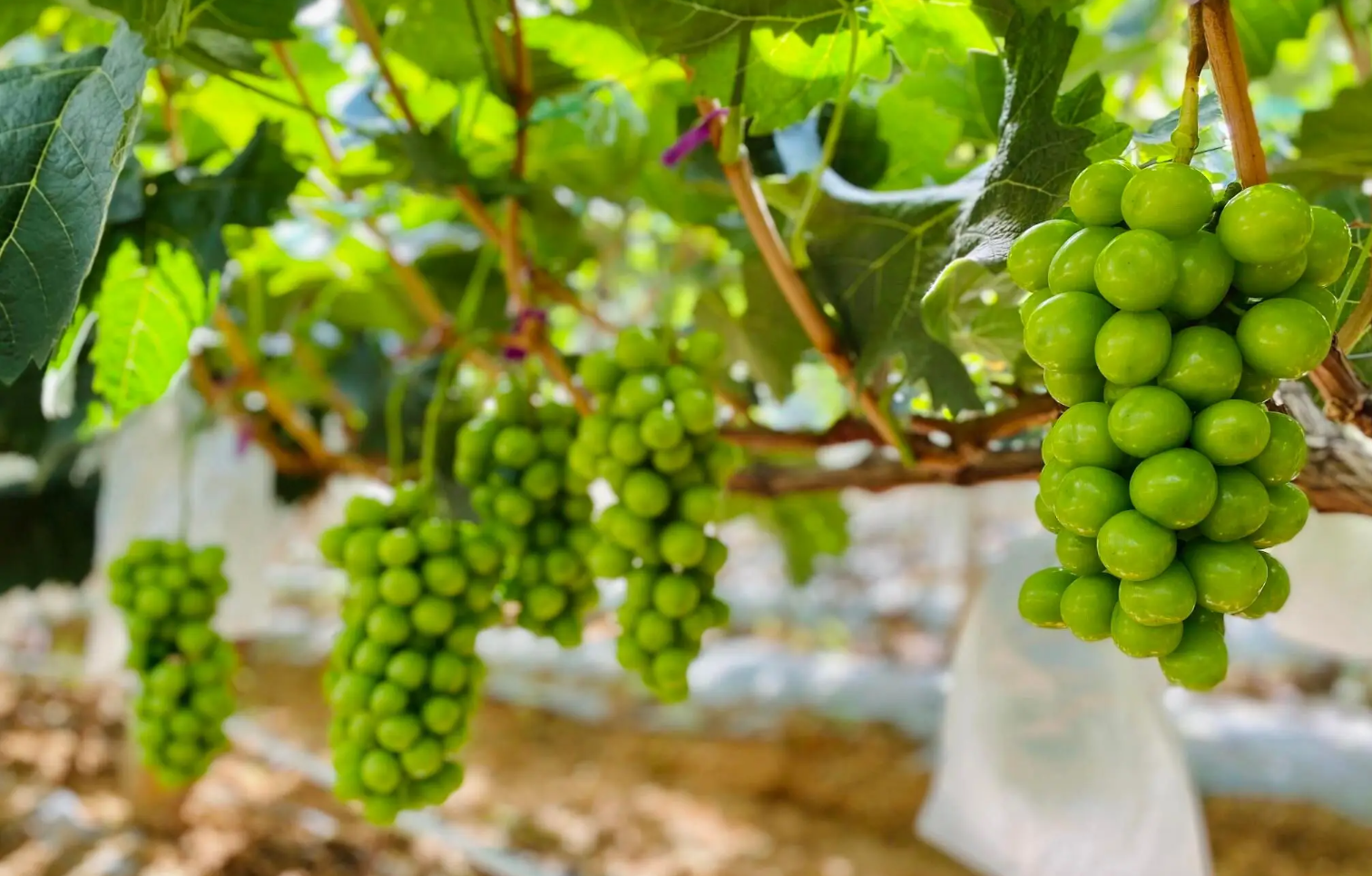 葡萄软果的原因及解决方法