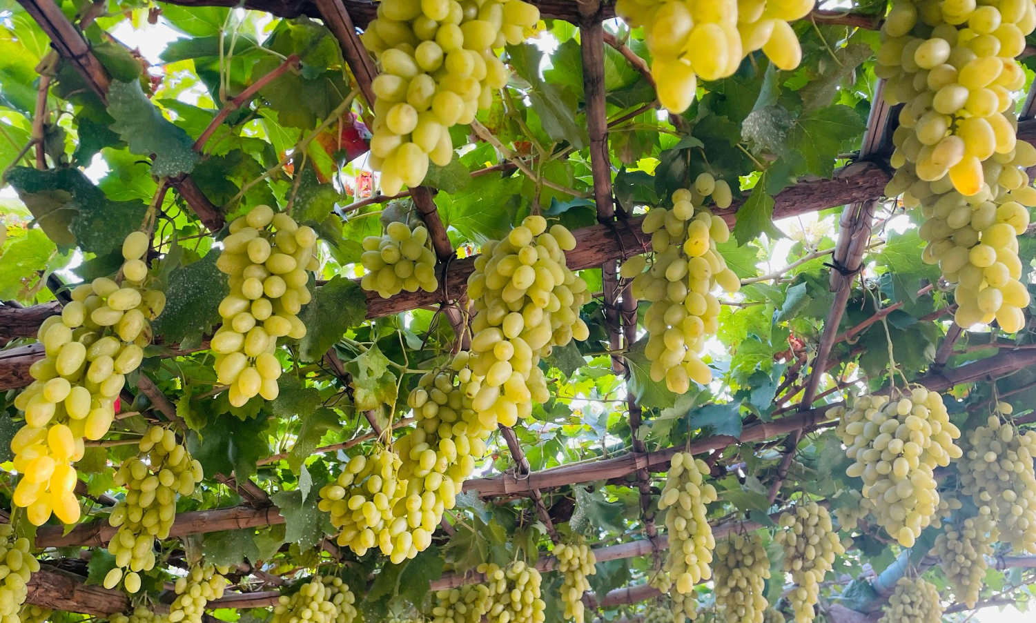 葡萄软果的原因及解决方法