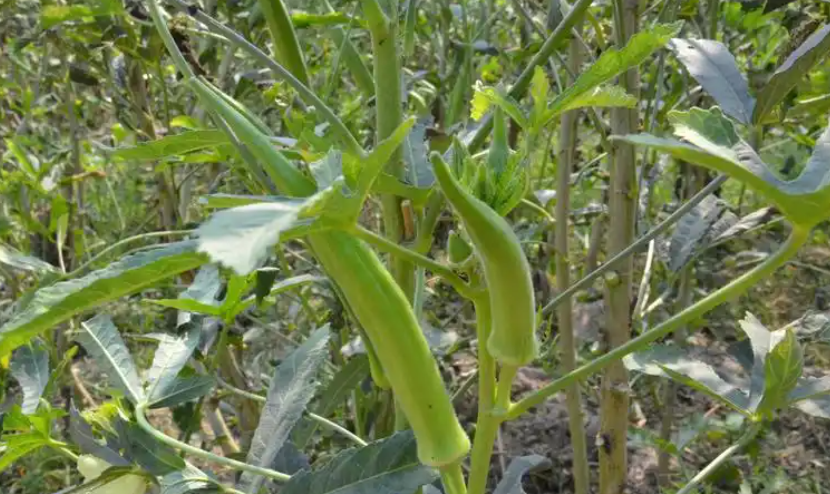 秋葵越冬管理技巧