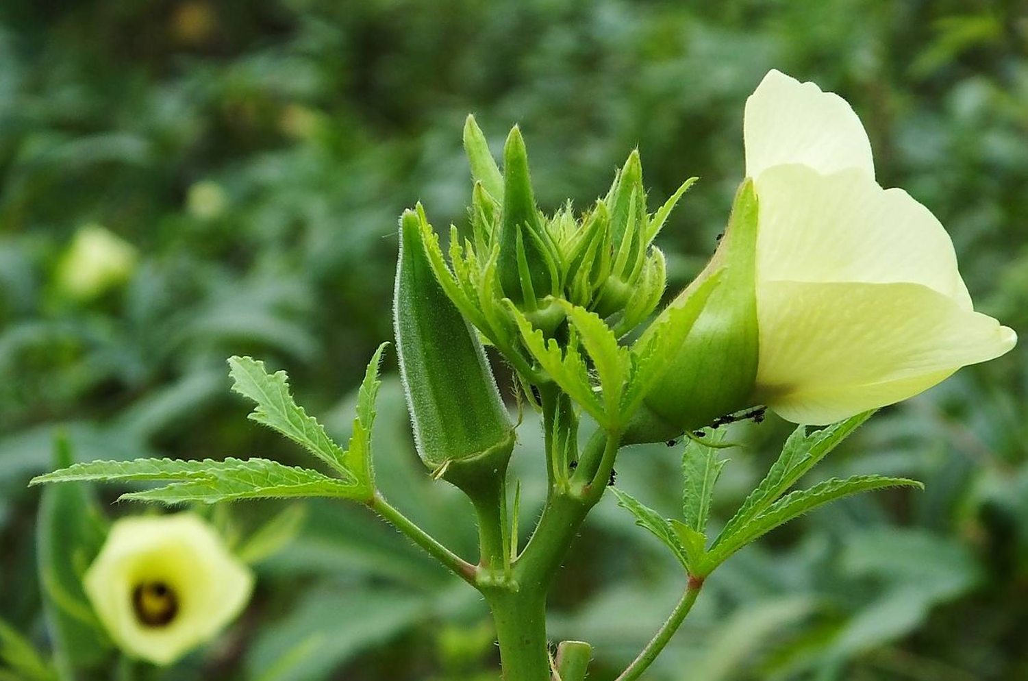 秋葵越冬管理技巧