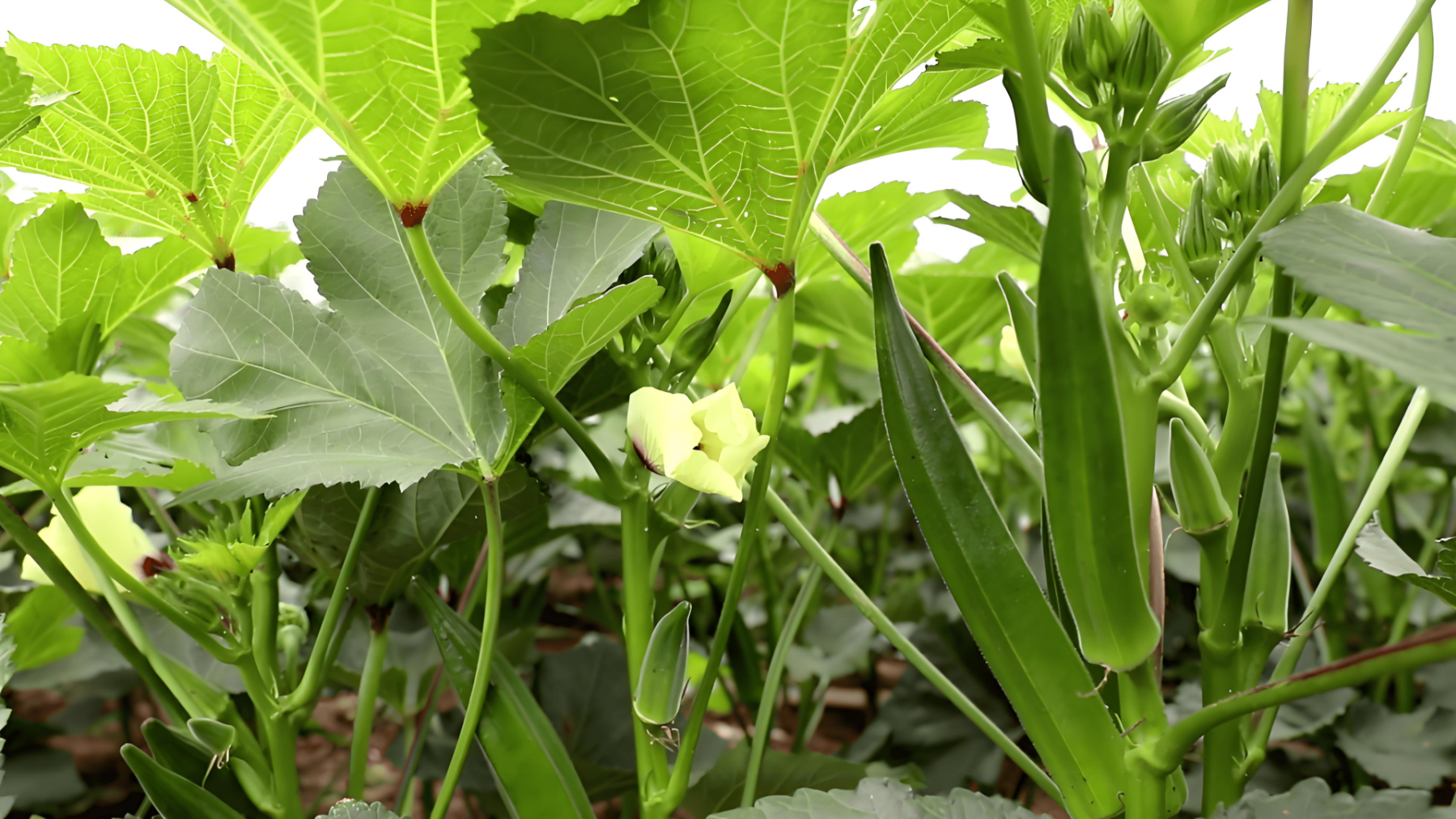 秋葵越冬管理技巧