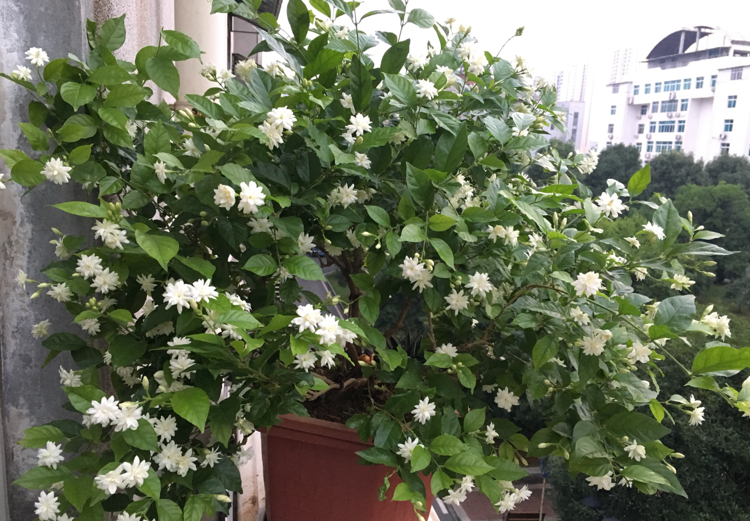 茉莉花冬季养护秘籍