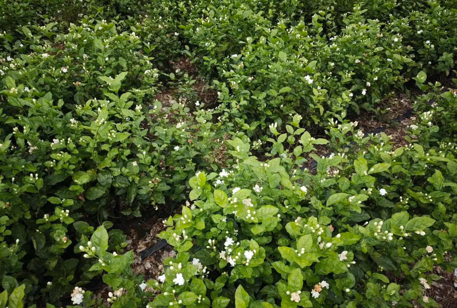 茉莉花冬季养护秘籍