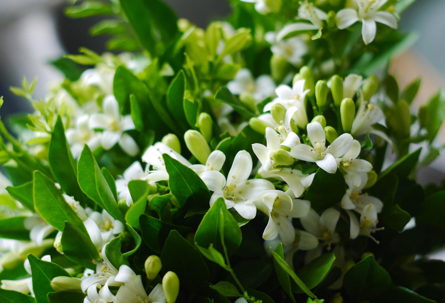 茉莉花冬季养护秘籍