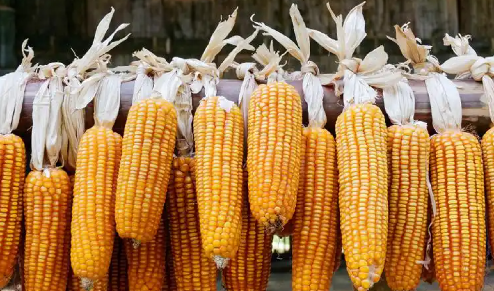 2025年9月24日全国干玉米价格行情