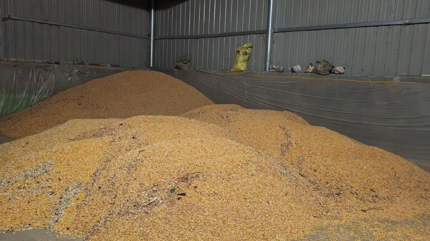 2025年9月24日全国干玉米价格行情