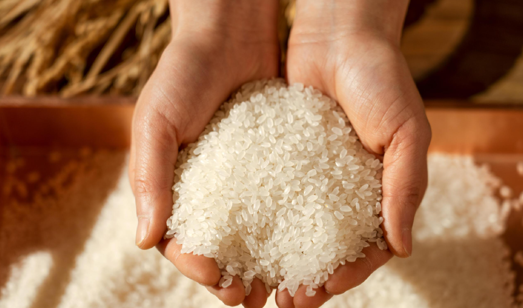 2025年10月全国大米价格行情