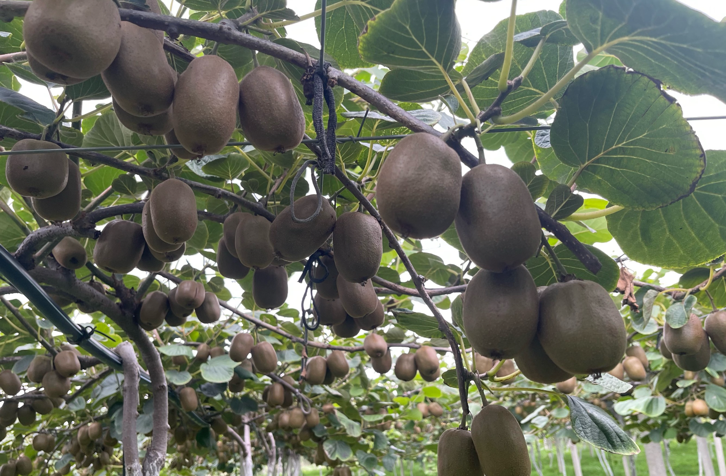 猕猴桃品种选大果还是小果?