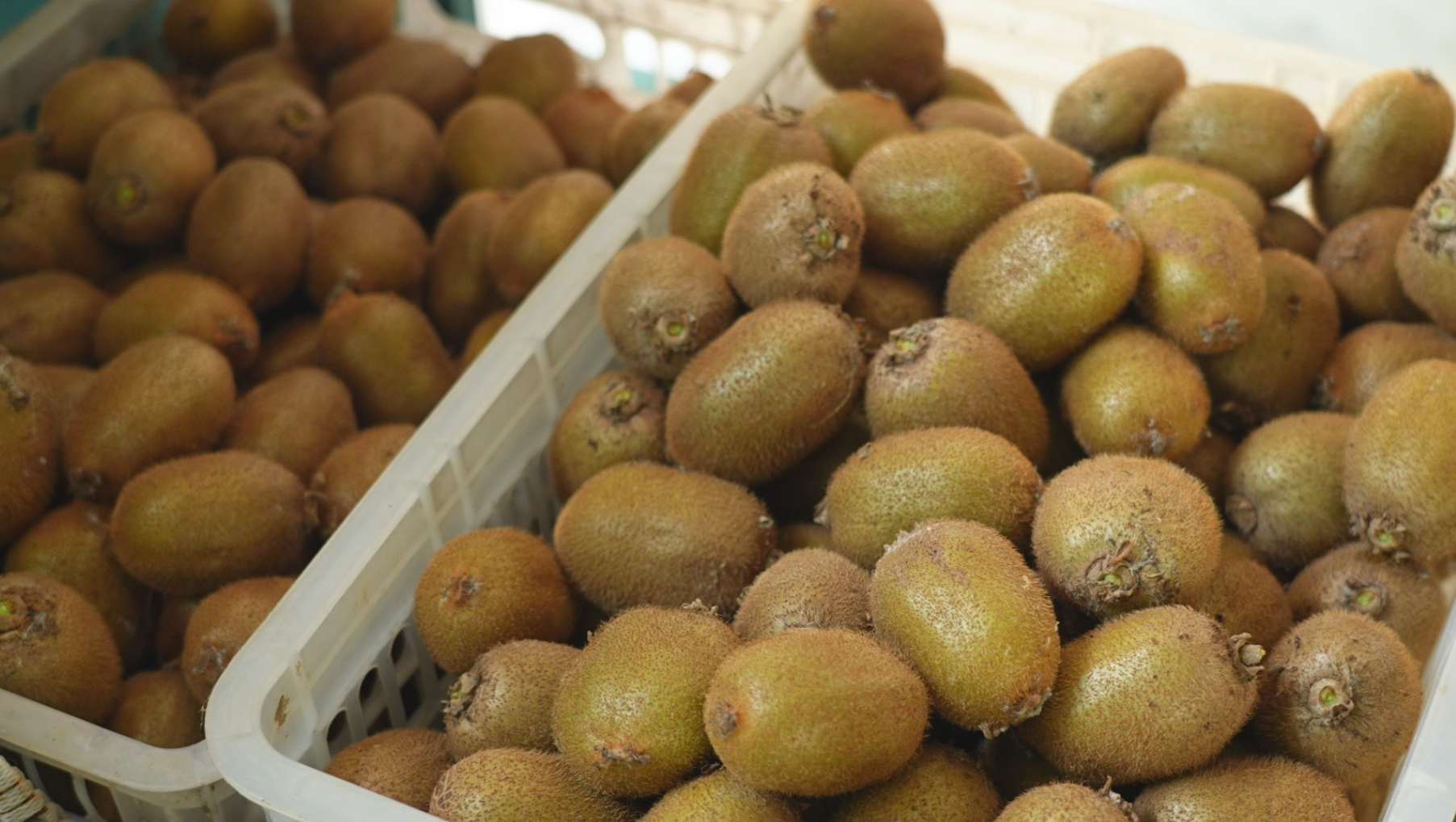 猕猴桃品种选大果还是小果?