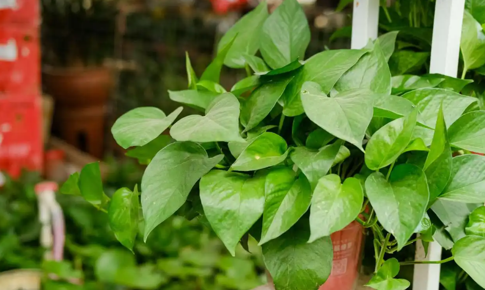 如何养绿萝才会长势旺盛？