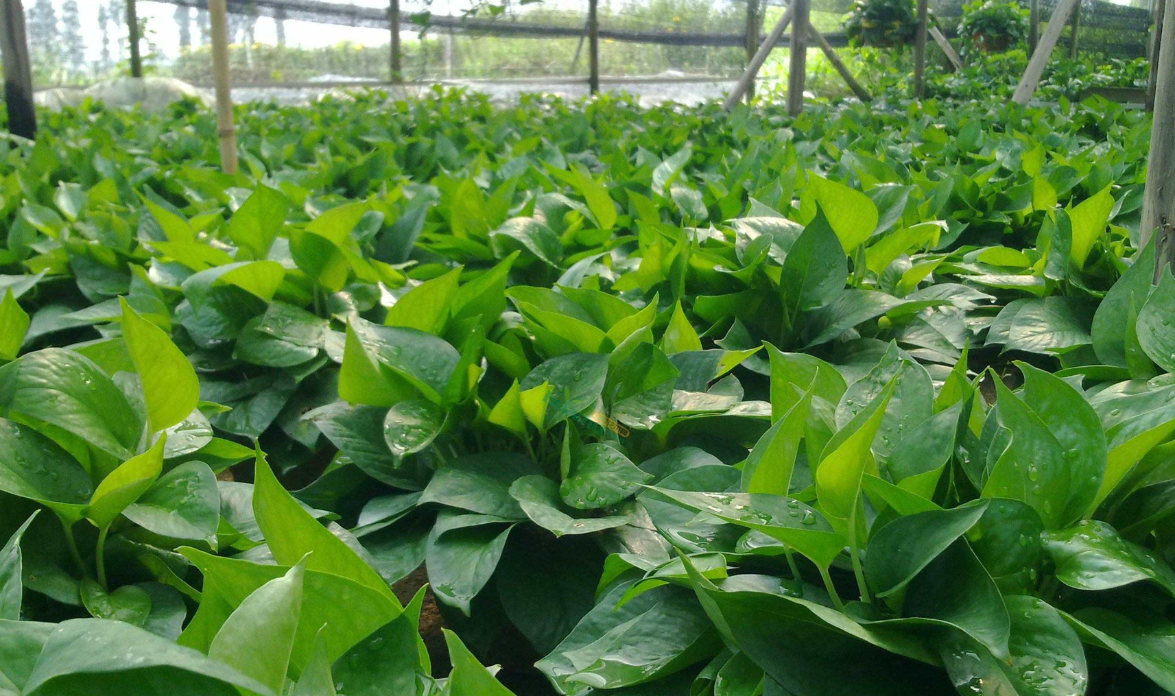 如何养绿萝才会长势旺盛？