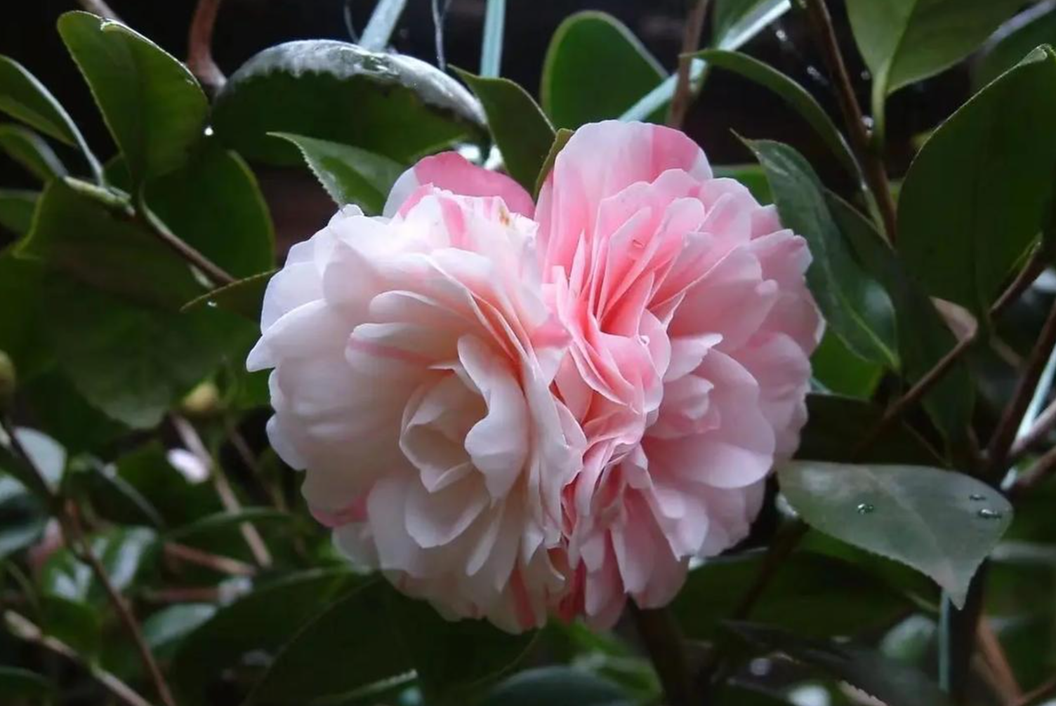 茶花旺盛生长有什么秘诀?