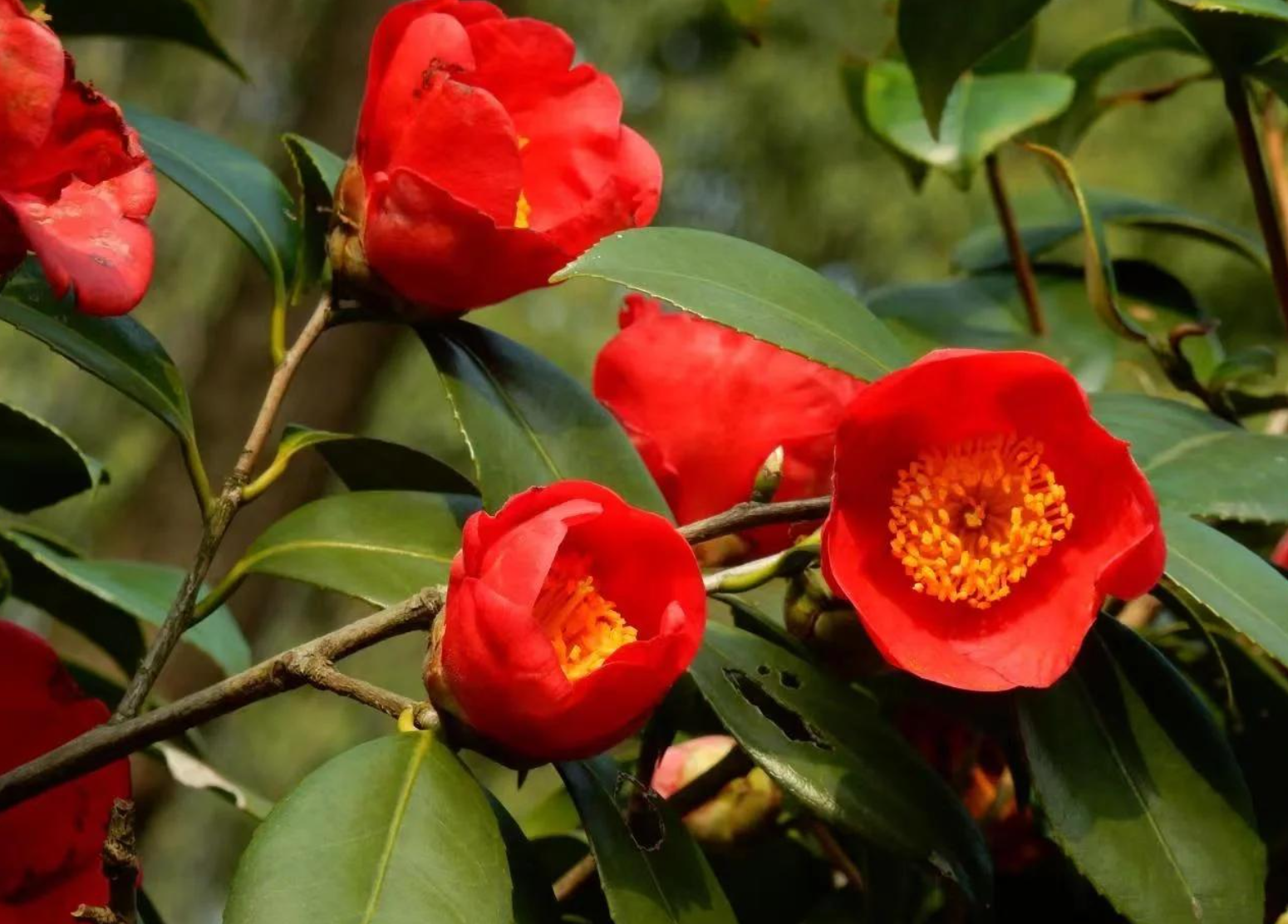 茶花旺盛生长有什么秘诀?