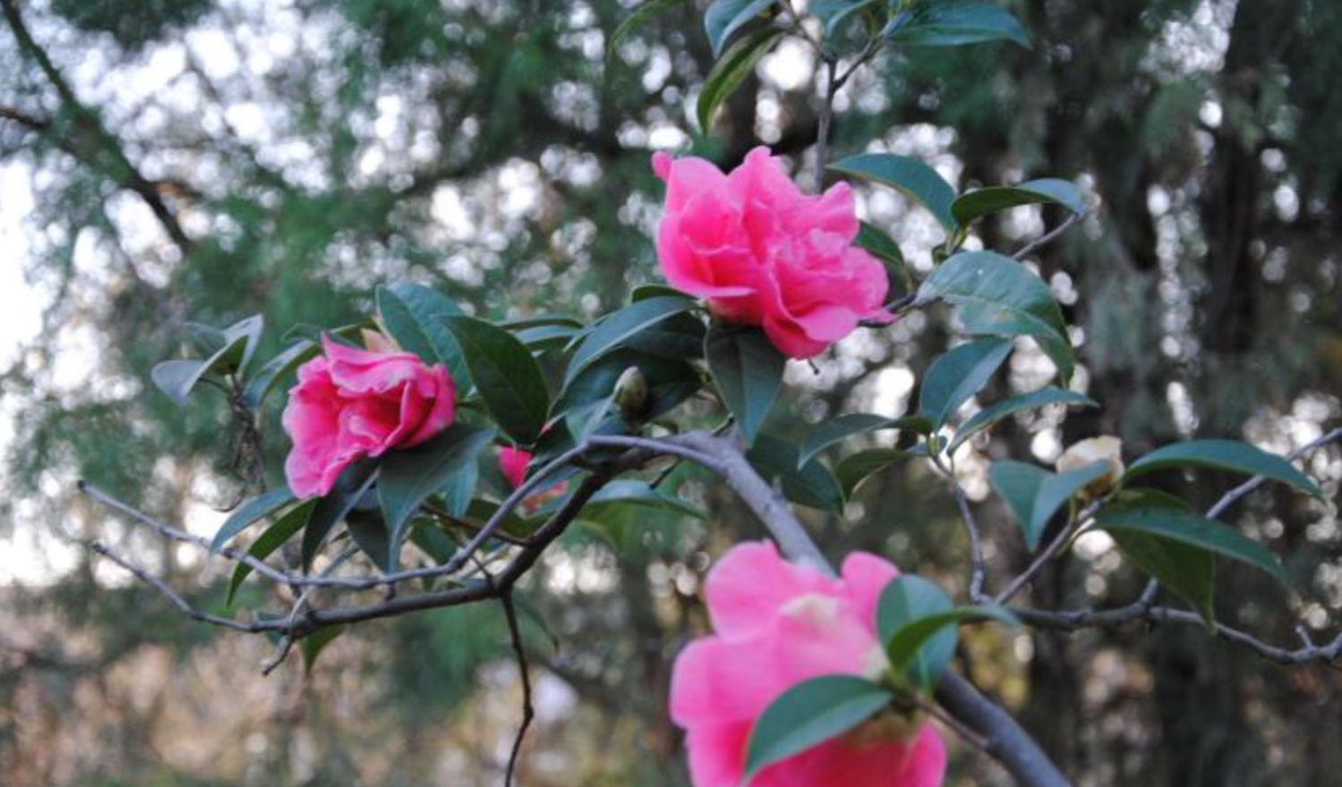 茶花旺盛生长有什么秘诀?