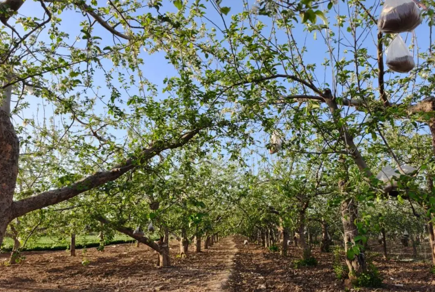 果园生草是好是坏?