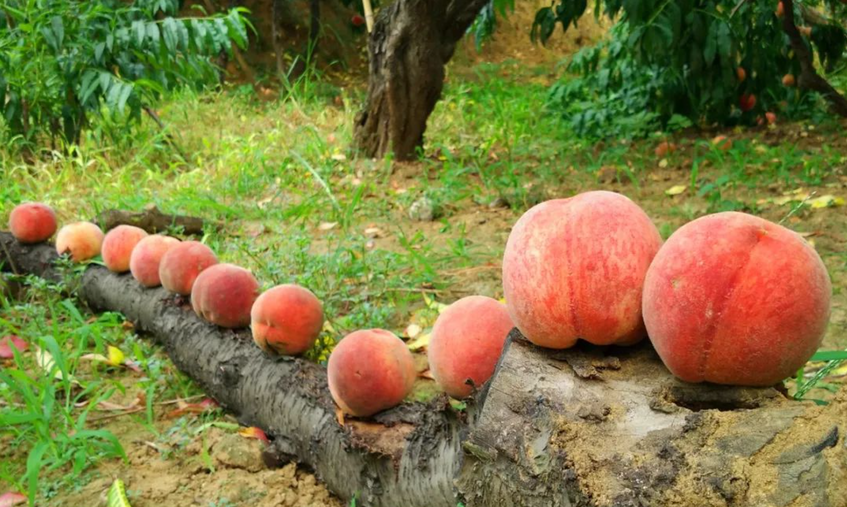 果园生草是好是坏?