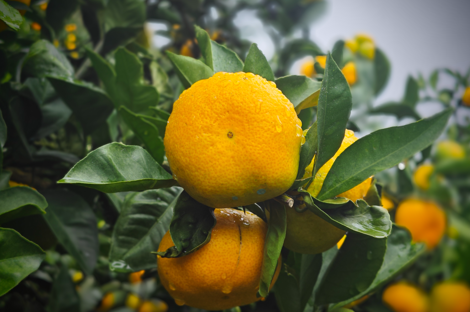 柑橘粗皮大果问题解析:缺钙、缺硼及综合诱因分析