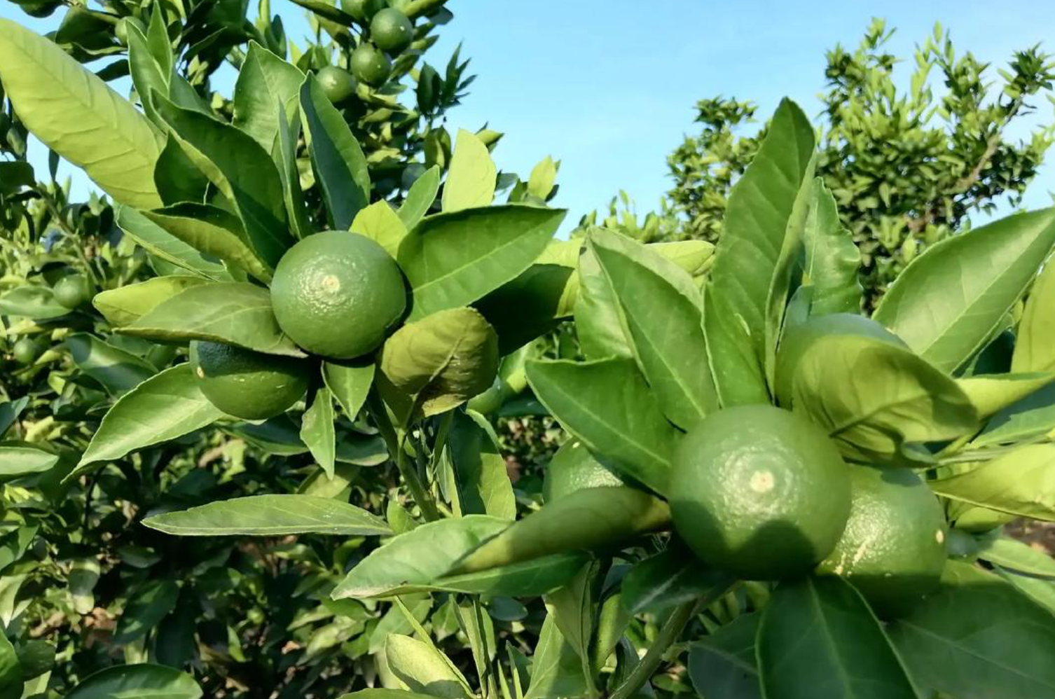 柑橘粗皮大果问题解析:缺钙、缺硼及综合诱因分析