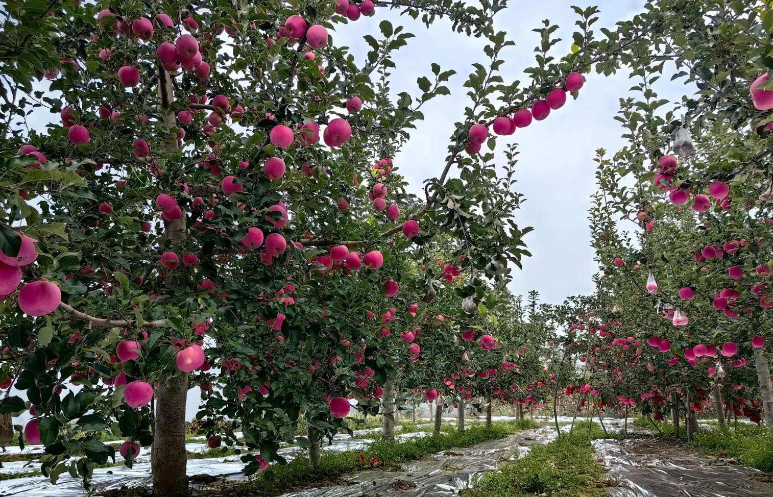 红富士苹果原产地是哪个国家？