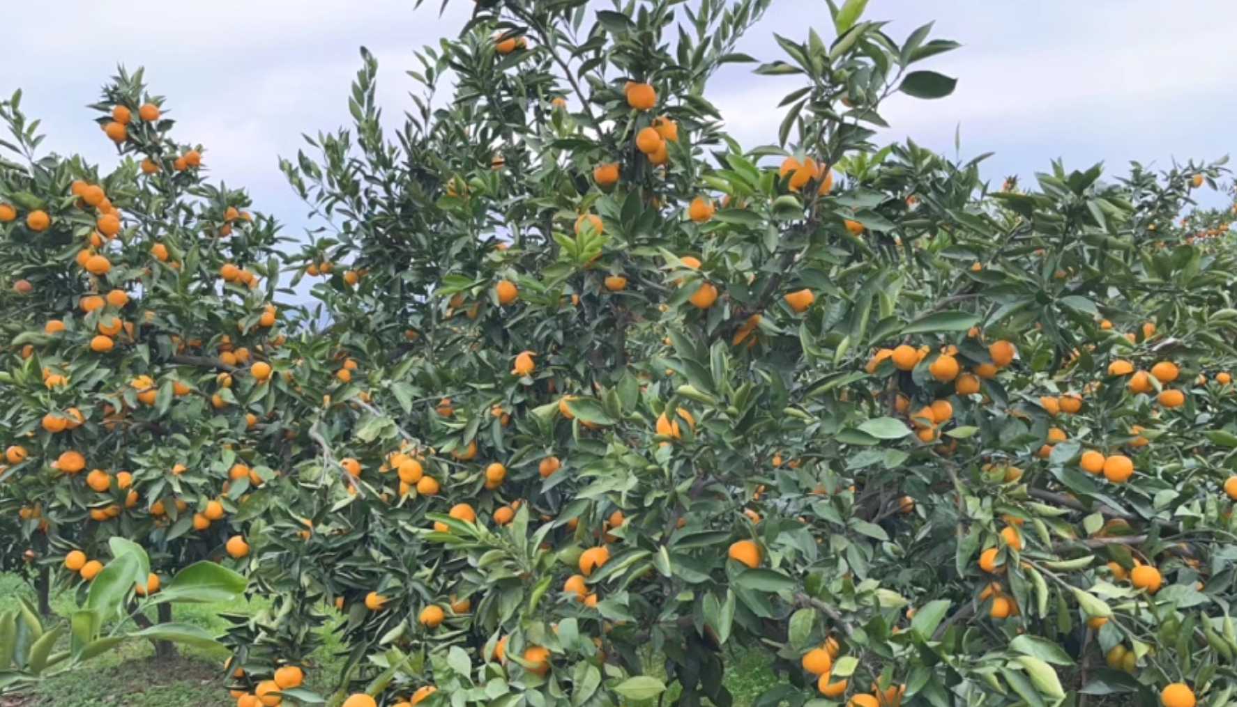 蜜橘壮果期施肥咋选时间？