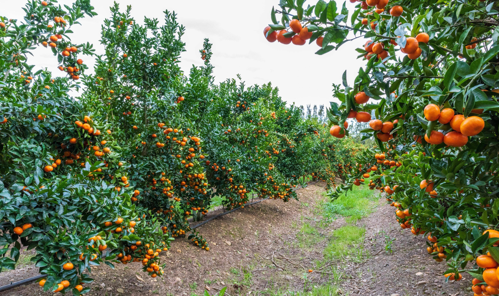 蜜橘壮果期施肥咋选时间？