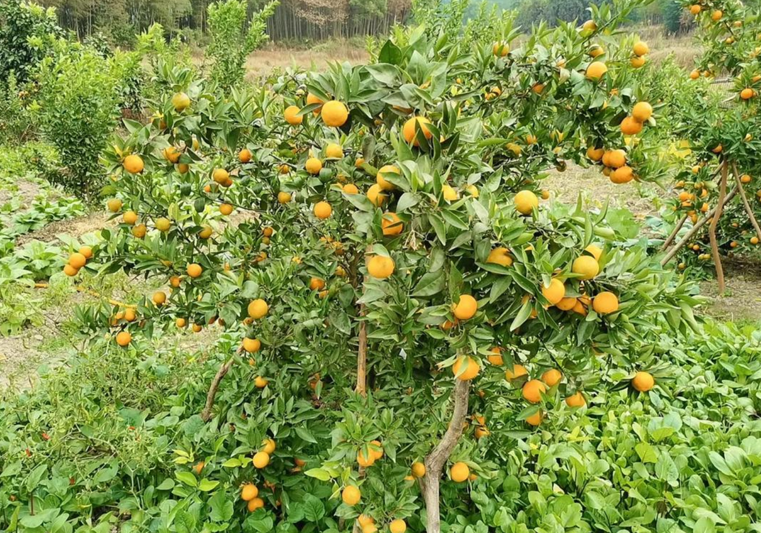 蜜橘壮果期施肥咋选时间？