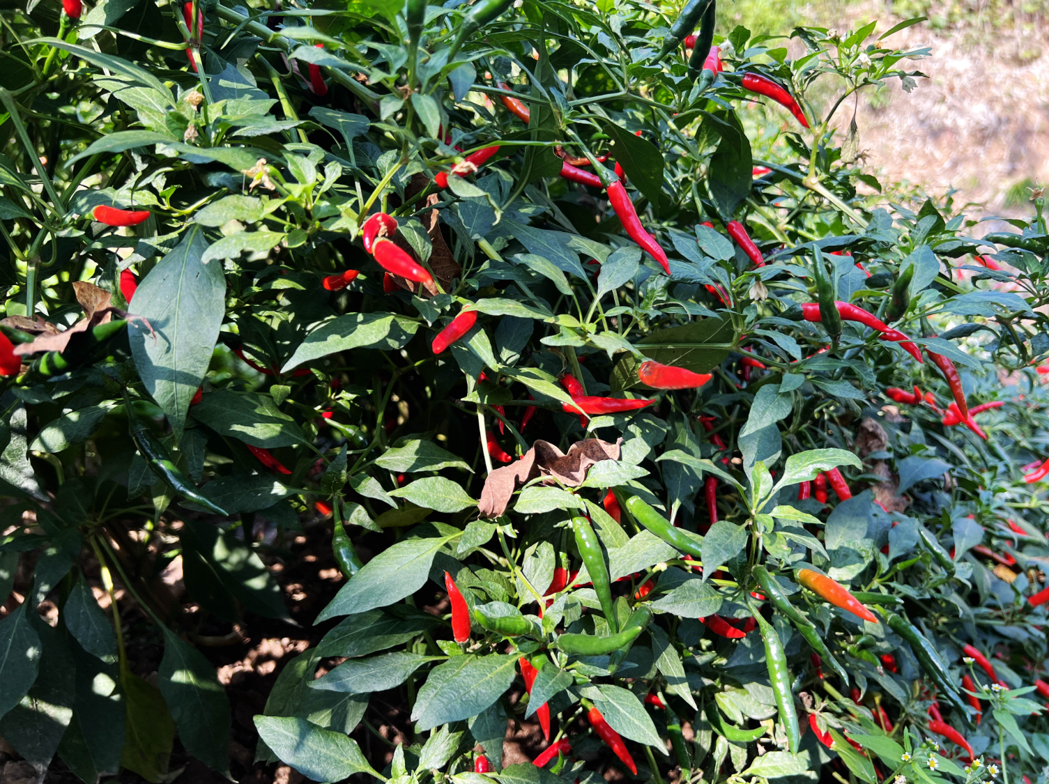 小米椒种植要点