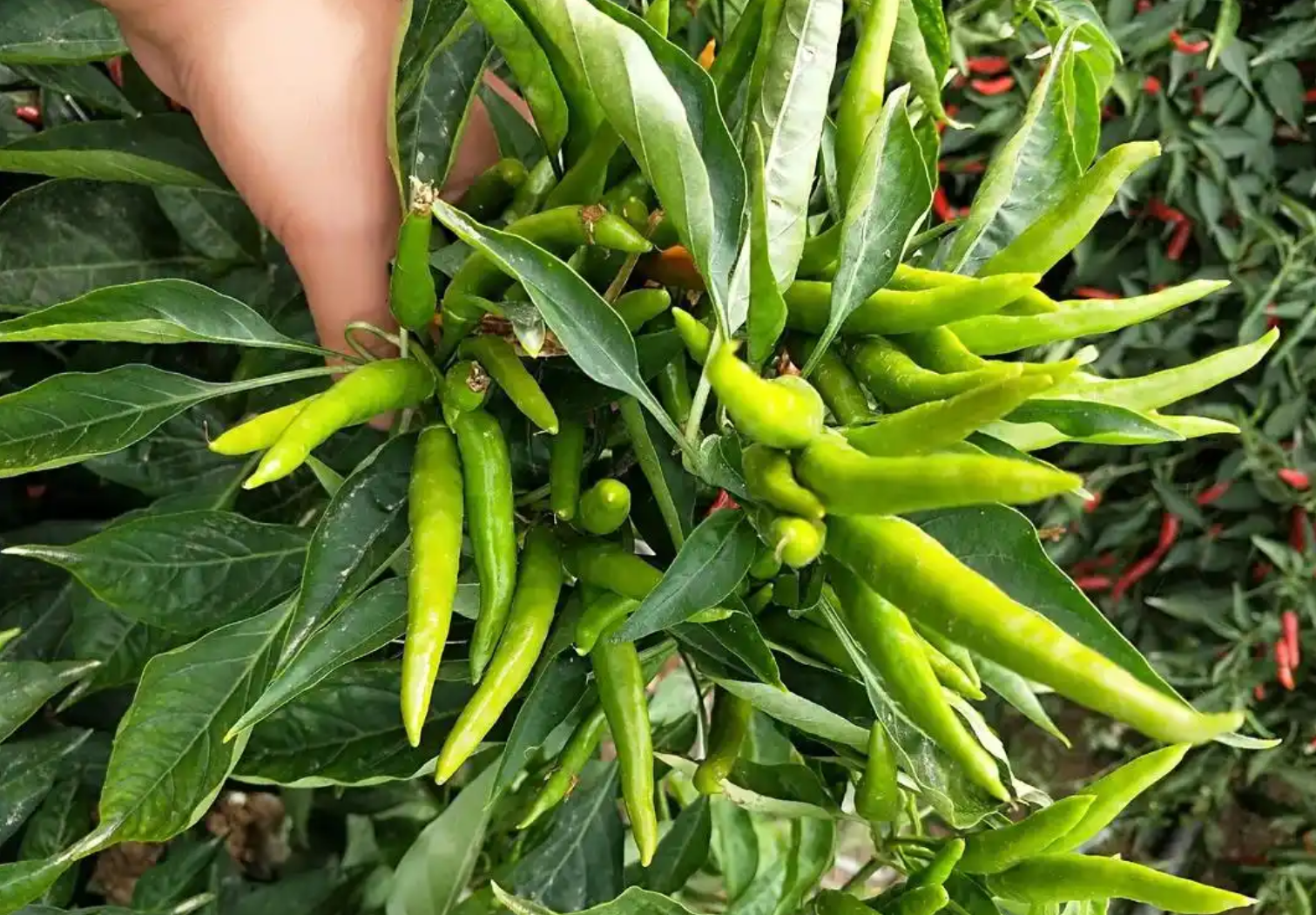 小米椒种植要点