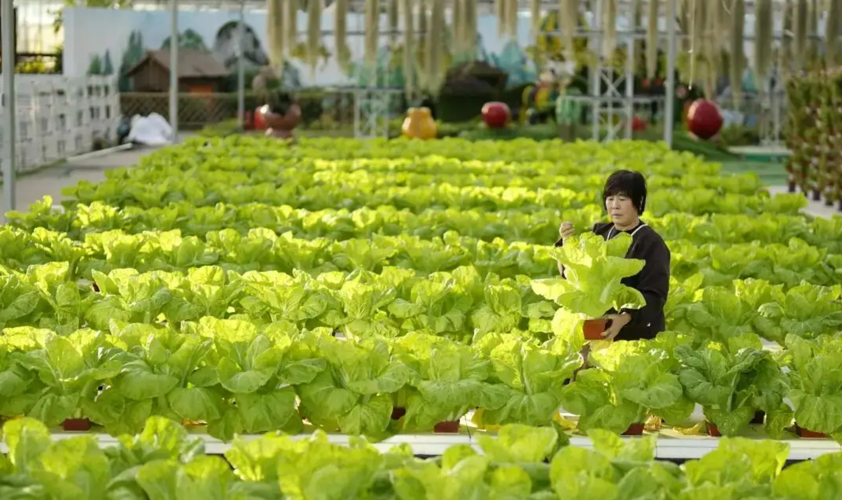 五年蝶变：解码中国农业农村 “十四五” 的六大跨越