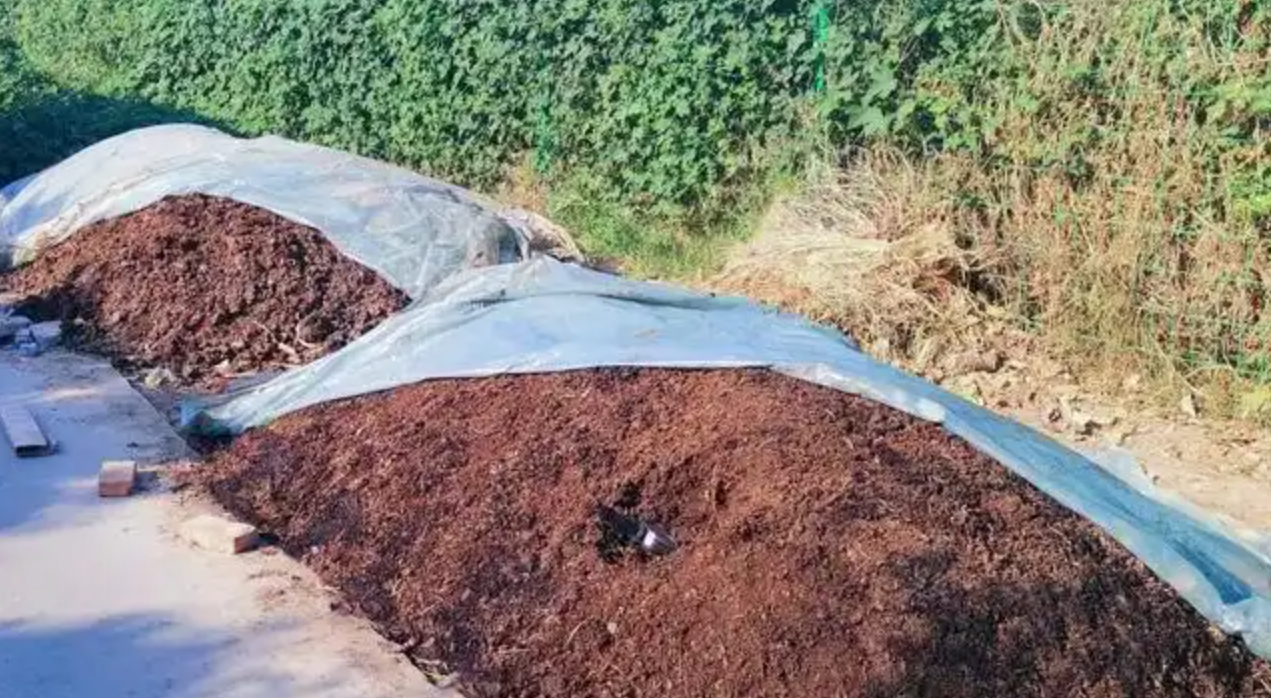 鸡粪如何变废为宝?