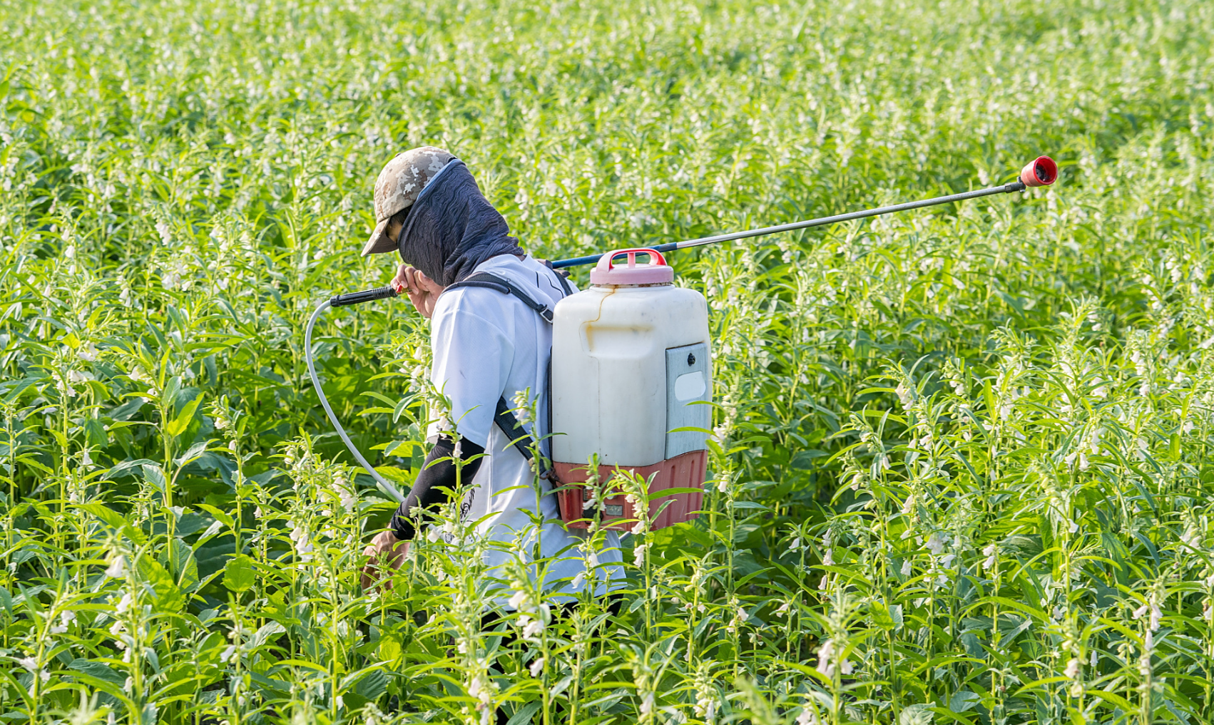 农药混用全攻略：避开5大雷区，药效翻倍不伤苗
