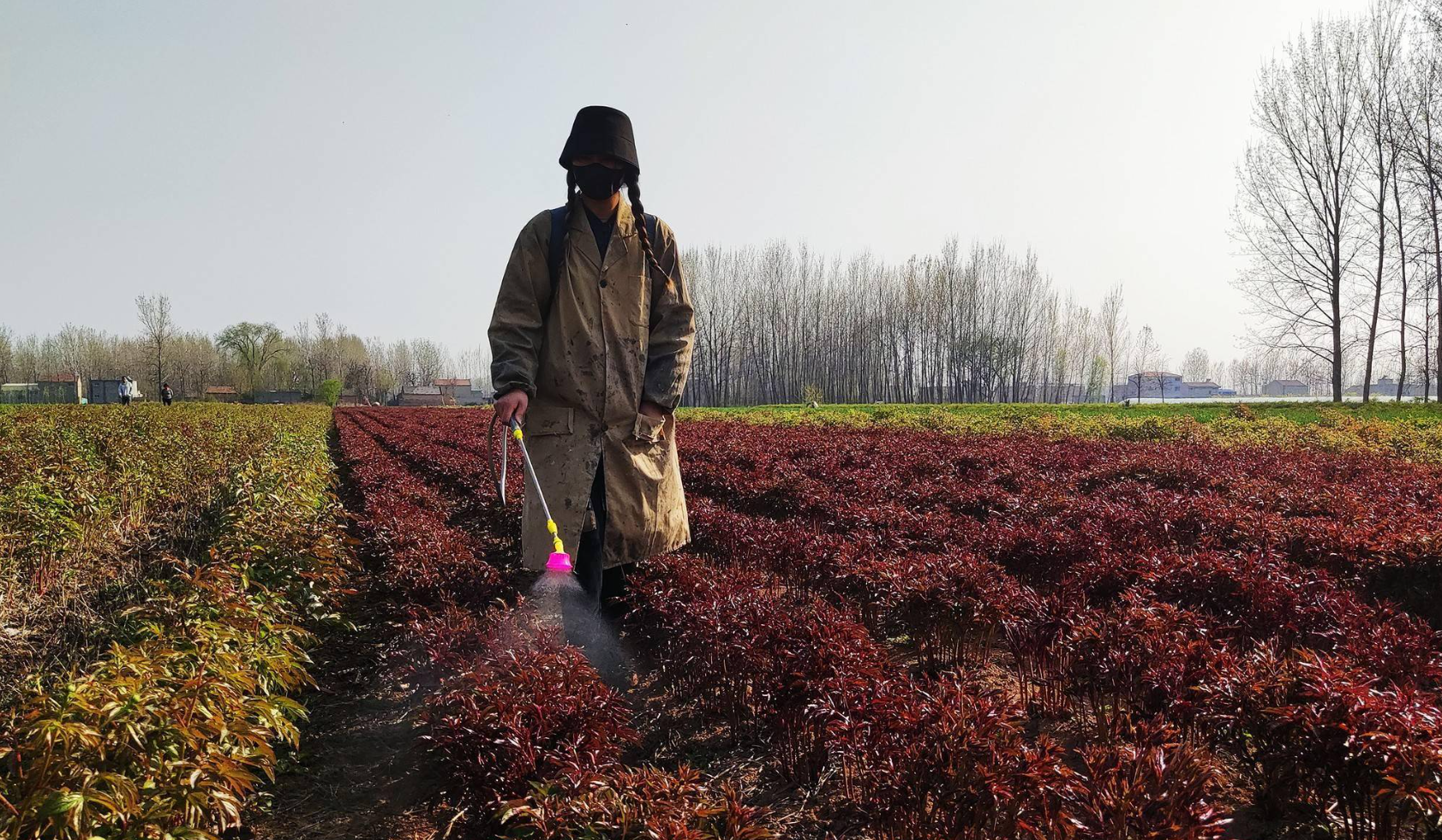 农药混用全攻略：避开5大雷区，药效翻倍不伤苗