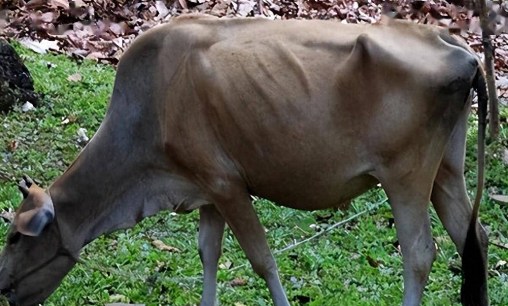 瘦牛催肥有门道:八招教你把“皮包骨”养出“满身膘”