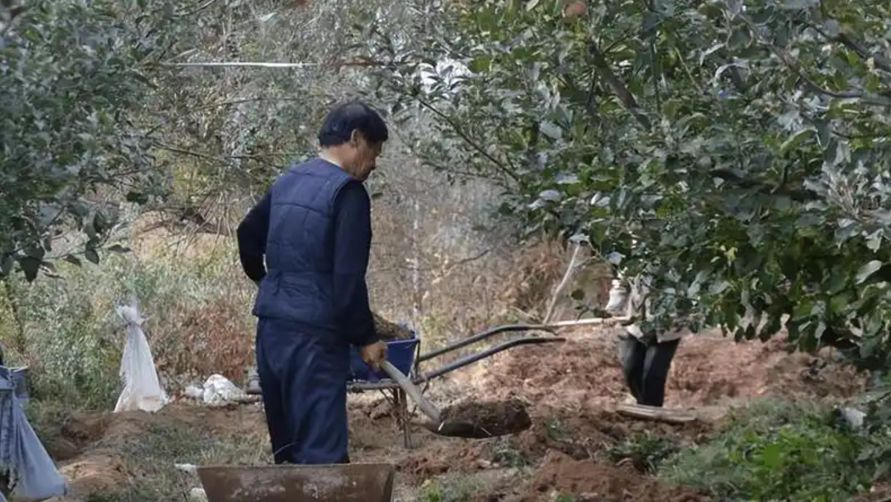 苹果树怎么施肥才科学?