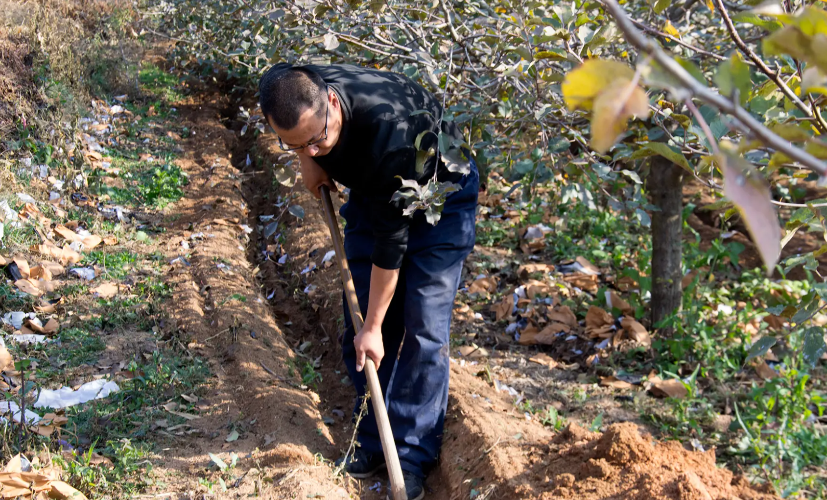 苹果树怎么施肥才科学?
