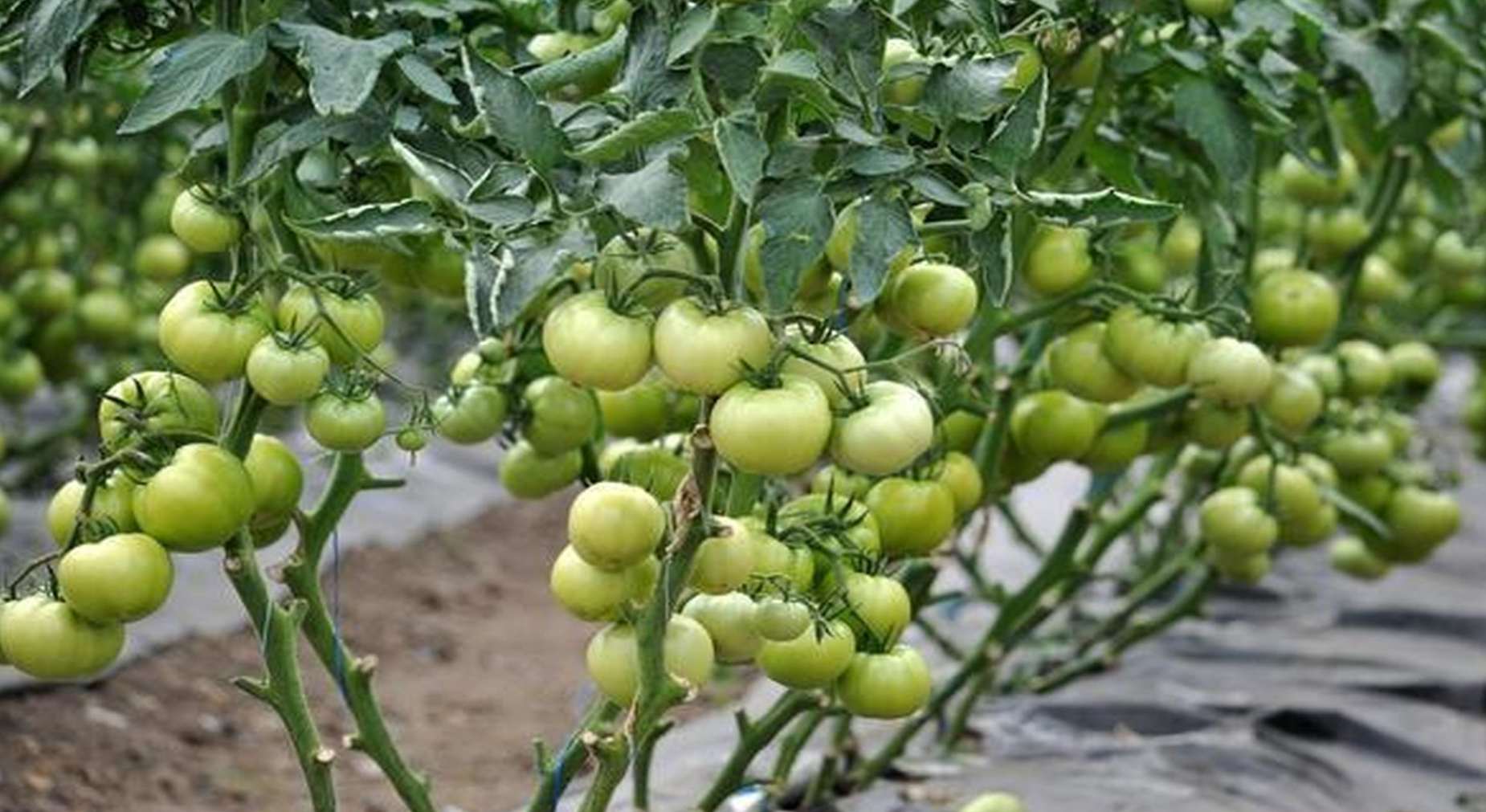 尿素能当叶面肥吗?