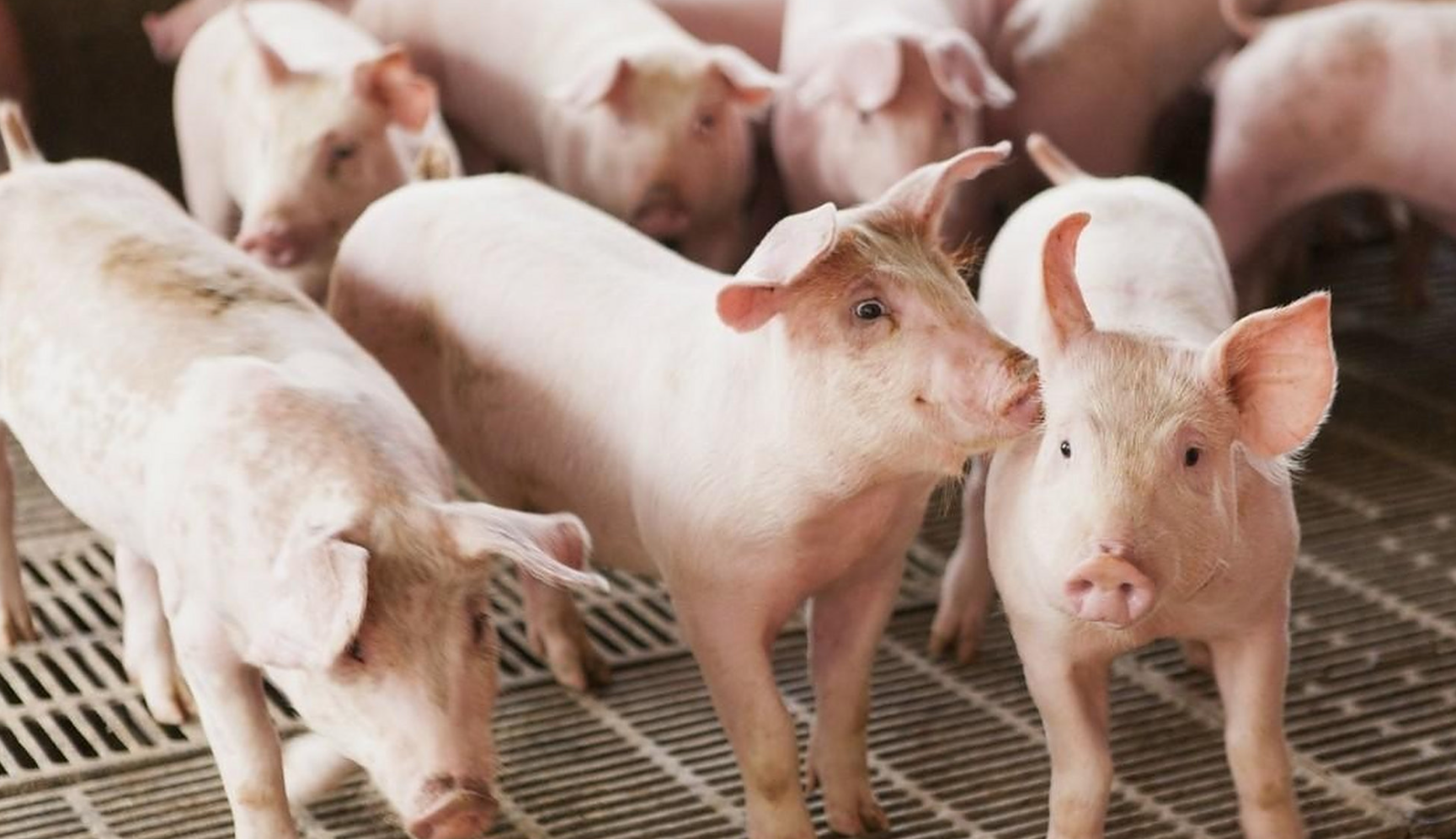 冬季养猪四大传染病怎么防？