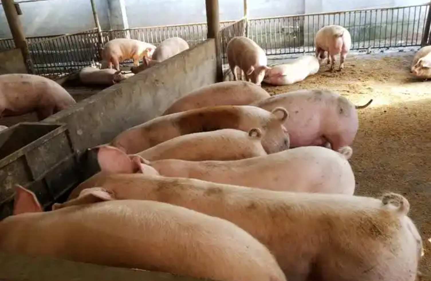 冬季养猪四大传染病怎么防？